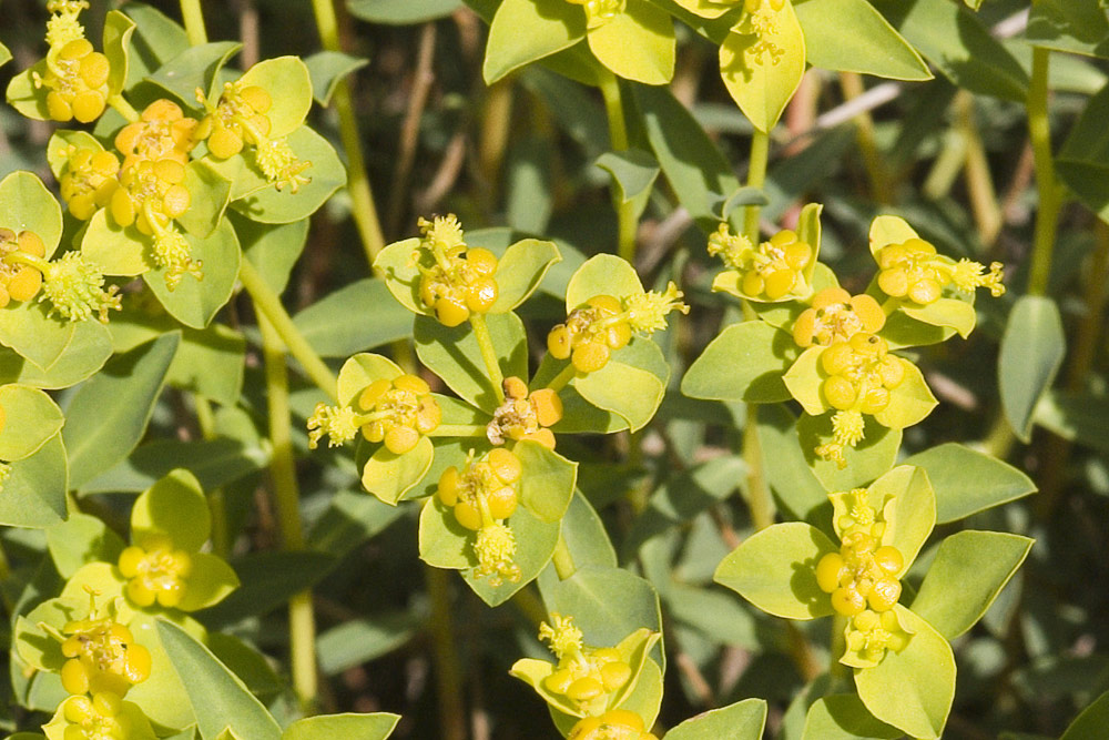 Euforbia spinosa subsp. ligustica / Euforbia spinosa